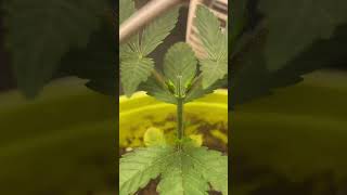 What happens to a cannabis plant after topping it 😳🌱