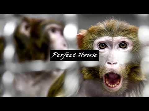Dance Monkey (DOMME, Alex Senna & Mistikke Edit)