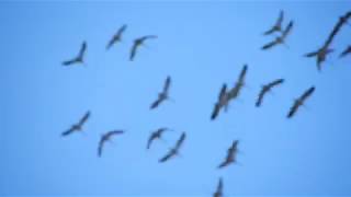 Abflug der Kraniche Hiwweltour Rheinhessen Zornheim