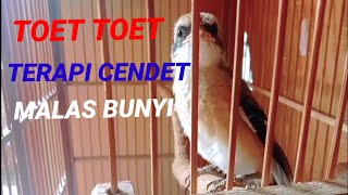 Download lagu pancingan suara cendet//toet toet bikin cendet emosi// mp3