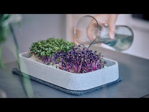Mikrogarten XL: Die Fensterbank-Pflanzstation für Microgreens – Einfach anzüchten & genießen!