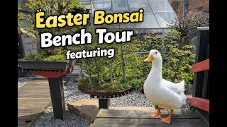 Easter Monday 2026 Bonsai Bench Tour 🌿 | Featuring Howard the Duck 🦆