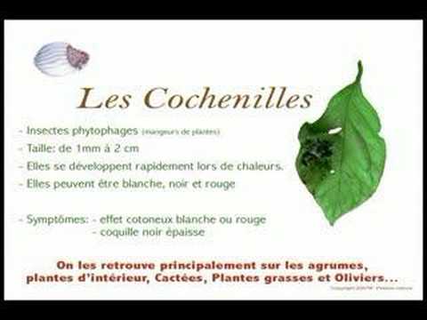 comment traiter doryphores