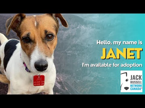 Janet, an adopted Jack Russell Terrier in Toronto, ON_image-1