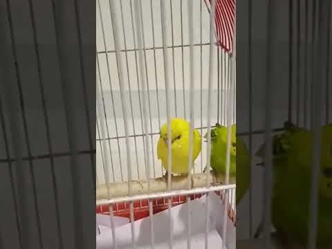 problem ki solution enti????? #music #dj #housemusic