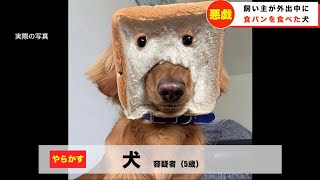 やらかした犬にツボるキャスター