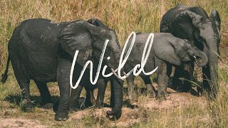 Wild | A Cinematic Journey from South Africa to Zimbabwe