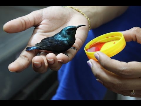 Purple sunbird rehabilitation
