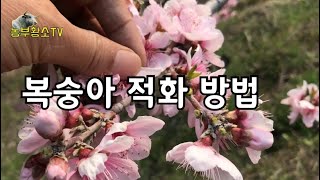 복숭아 꽃 적화 방법 / 꽃따기 하는 이유 / 복사꽃이 너무 이뻐요