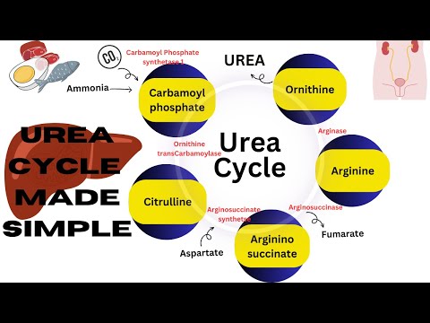 Urea cycle made simple | amino acid metabolism | ornithine cycle #biochemistry #biochemistrynotes