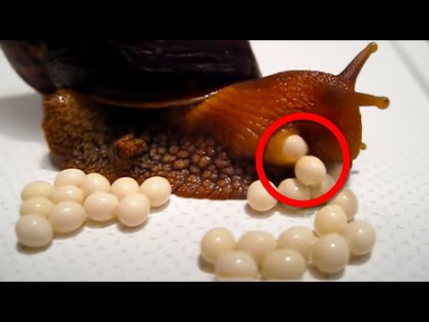 10 Naissances Bizarres du Règne Animal