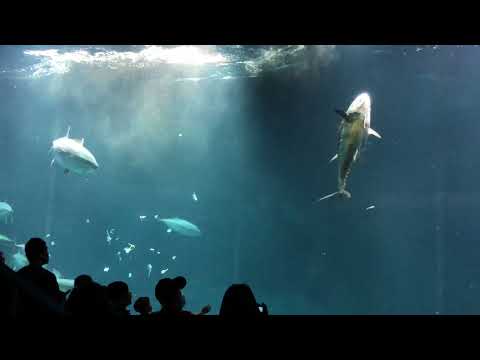 オルカ一族で生きて死ぬ