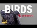 Wildlife Wonders Birds Series Episode 04 Wings Of Wonder A Spectacular Avian Showcase ️