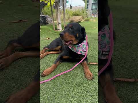 Genevieve is a saint, an adopted Rottweiler in Los Angeles, CA_image-1