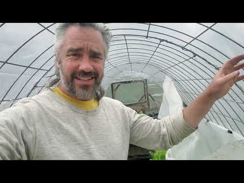 Compost Heated High Tunnel - Lovely Success!