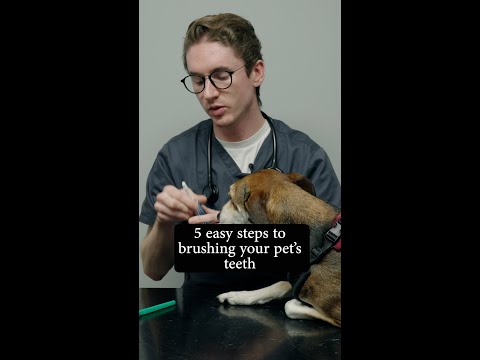 5 easy steps to brushing your pet's teeth