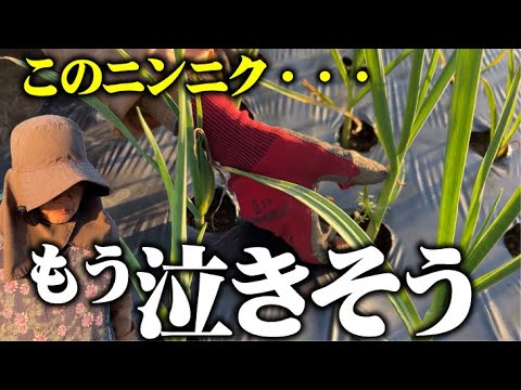 青タンニンニク 植物