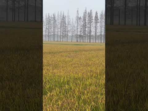 Pastoral life  #nature #ricefields #shorts