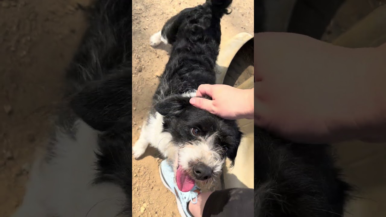 Enlarge Rocket, an adopted mixed breed in Bloomfield Hills, MI video 5/5