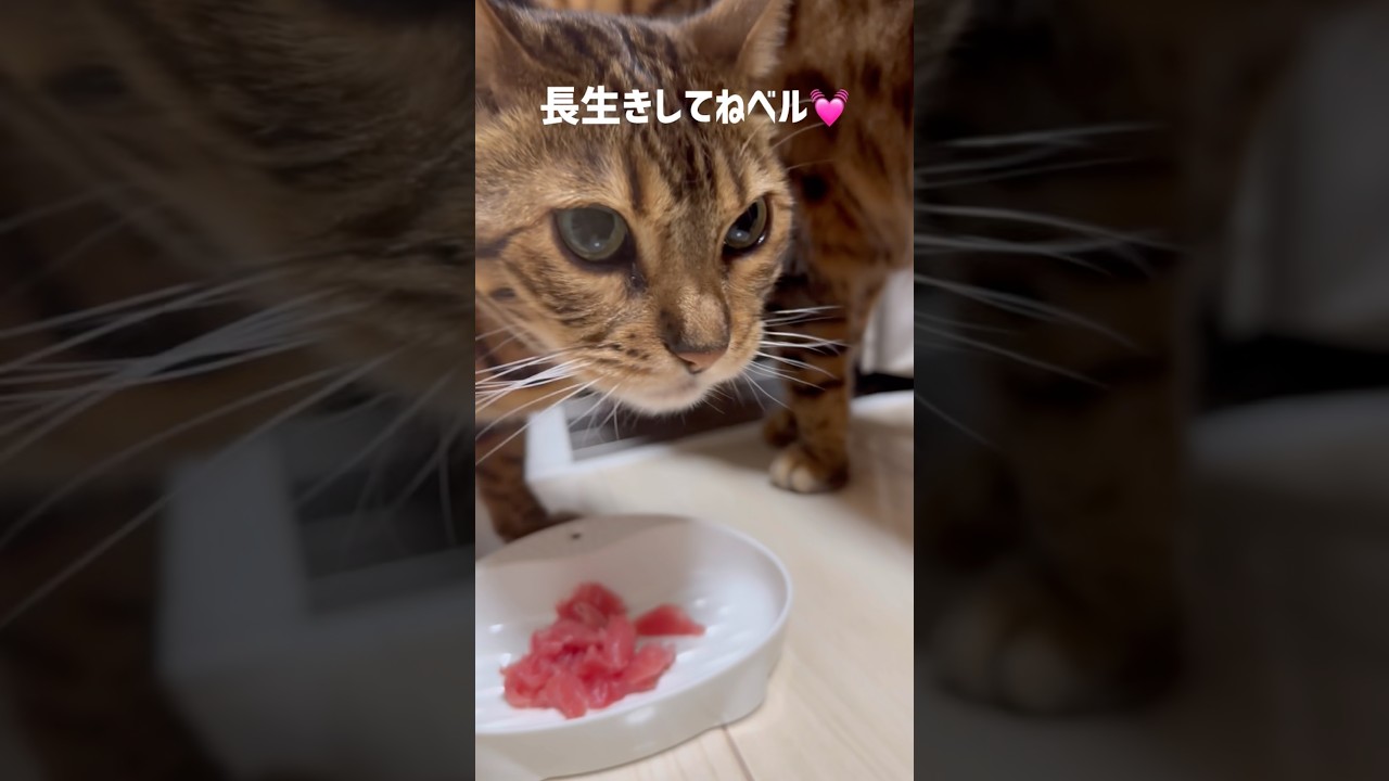 ベル9歳になりました🎂