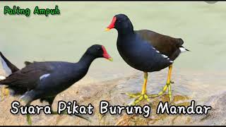 Download lagu Suara burung Mandar Memanggil Jantan & betina mp3