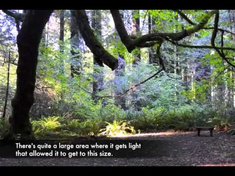 download lagu mp3 mp4 Grizzly Creek Redwoods State Park, download lagu Grizzly Creek Redwoods State Park gratis, unduh video klip Grizzly Creek Redwoods State Park