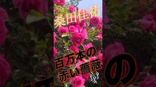 百万本の赤い薔薇🎶 桑田佳祐