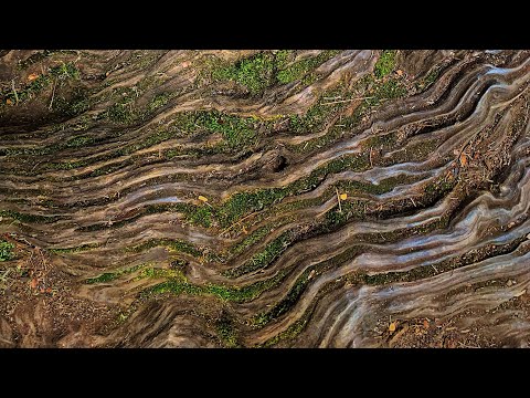 Tamil Islamic Sufi Song - Shahul Hameed NNYT