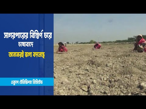 সাগরপারের বিস্তির্ণ চরে চাষাবাদ