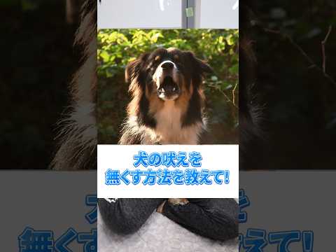 犬が鶏を攻撃するのを止めるにはどうすればよいですか？一緒に暮らすための重要なヒント  庭園