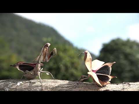 マルムネカレハカマキリの喧嘩　Deroplatys truncata fight