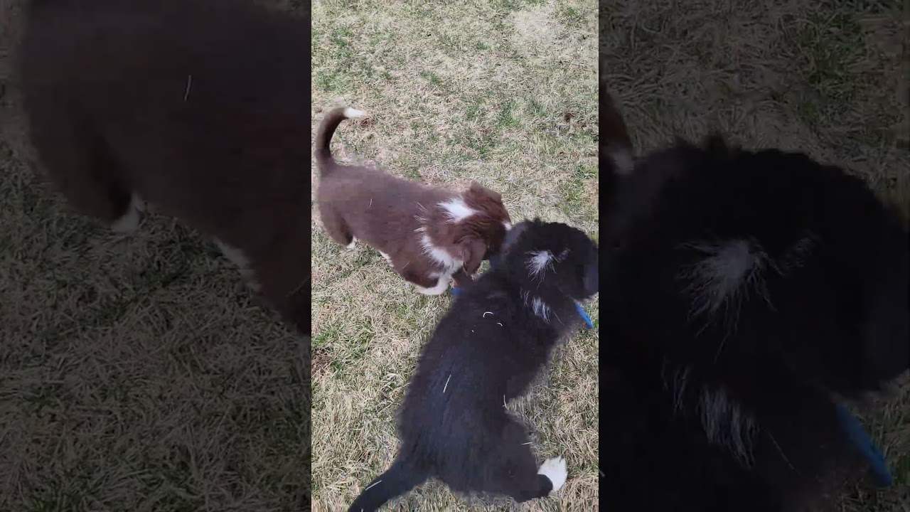 Enlarge Bridgerton pups (boys and girls), a Adoptable mixed breed in Minneapolis, MN video 6/6