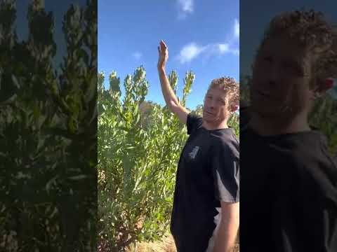 Yelverton Protea Farm