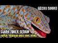 Suara Tokek Suara Tokek Pengantar Tidur Gecko Sound เสียงตุ๊กแกน่ากล