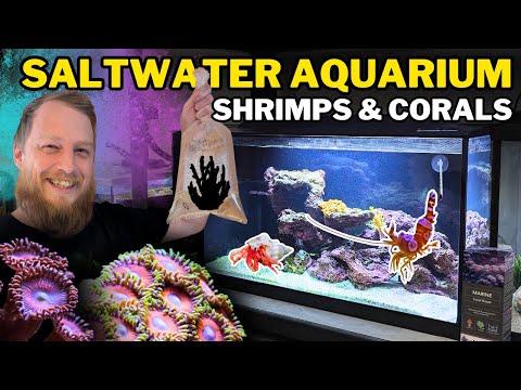 How to Set Up a Saltwater Aquarium - Adding CORALS & SHRIMP:  Step by Step Beginner's Guide!
