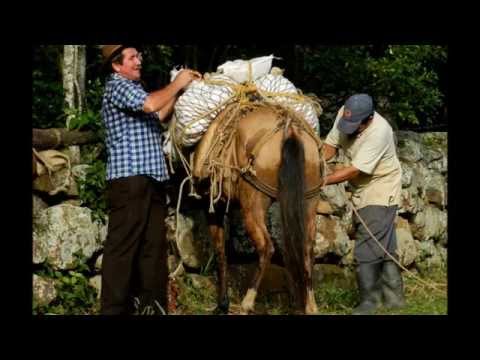 Los chinos - Oscar Humberto Gómez Gómez - El campesino embejucao