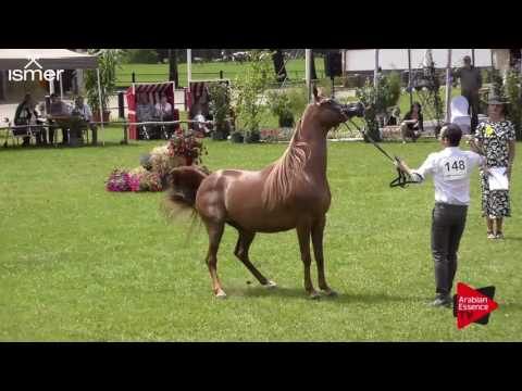 N.148 VALENTINO'S ANGEL MI - Ströhen 2017 Int B-Show - 4.6 Years Old Mares (Class I)