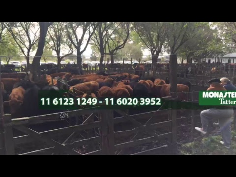 Daireaux - Buenos Aires - Monasterio Tattersall