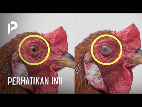 , title : 'Sabda Rasul Selalu Benar! Rahasia Ilmiah Pada Mata Ayam yang Dibuktikan Sains'