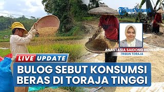 Konsumsi Tinggi & Pengaruh Kebutuhan Adat, Petani Toraja Akui Hasil Panen Beras Tak Cukup Setahun