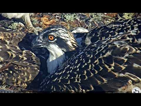 June 9, the three young male ospreys; "San Francisco Osprey Cam with Rosie and Richmond"