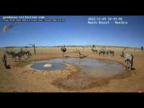 Namib sivatag, Afrika    Ostrich & Antelope  2022.11.09.
