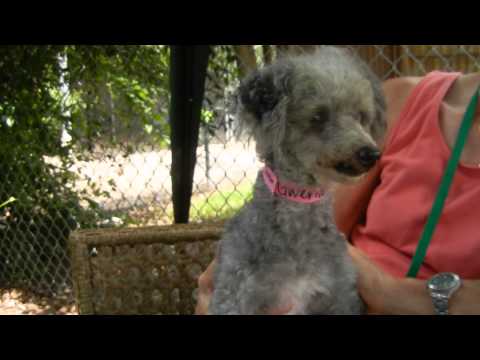 Gwendolyn, an adopted Poodle in Houston, TX_image-1