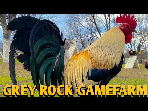 Chocolate Grey Sweater Roundhead - GREY ROCK FARM