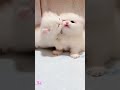 Cute Baby Cat WhatsApp Status ️Cute Cat Status Animals Profile Shorts Cat