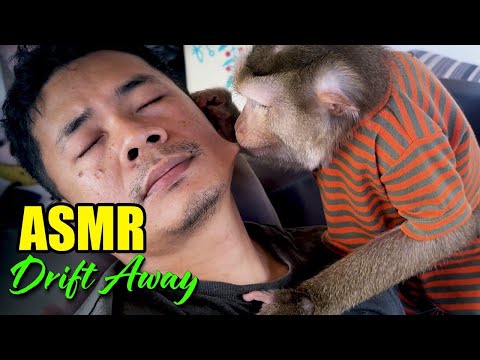 Soothing Monkey Grooming ASMR to Sleep Fast (Drift Away Instantly)