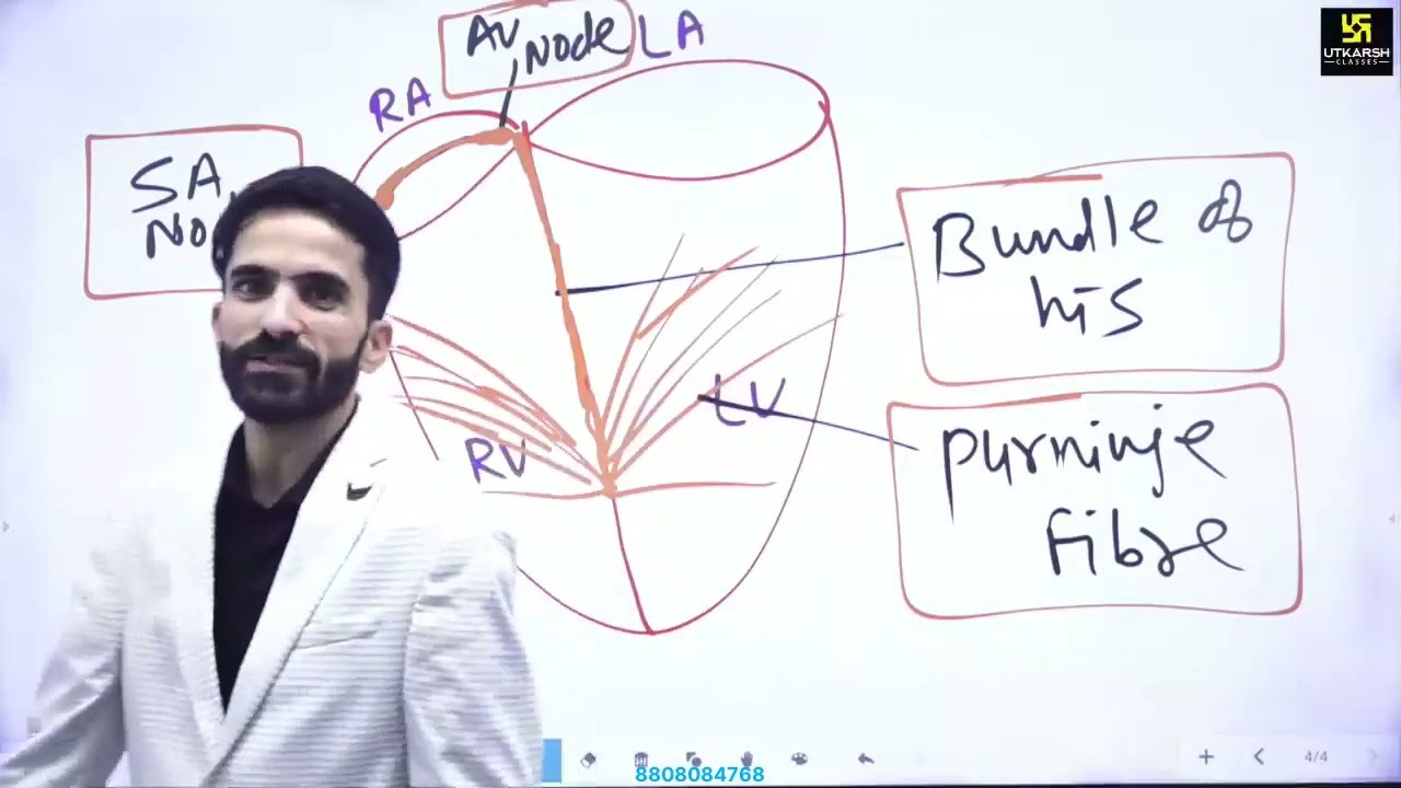 3.2 Cardiac system/msn