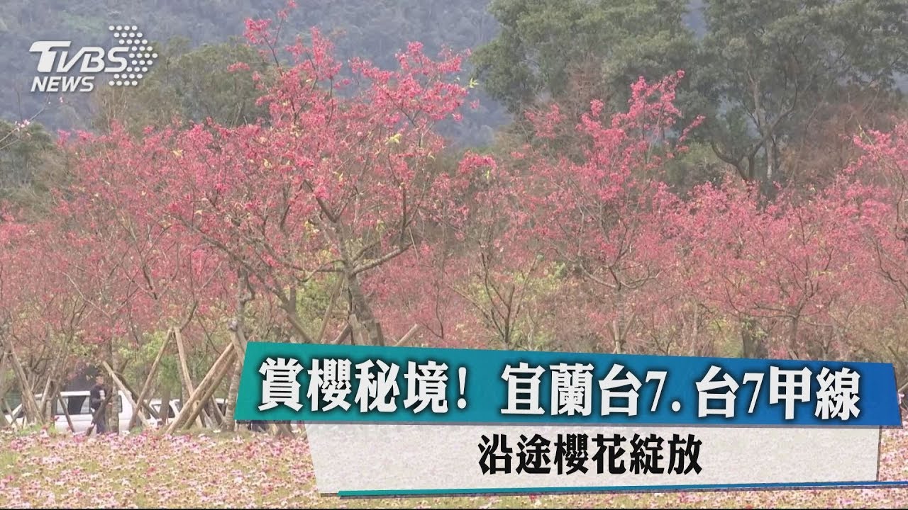 賞櫻秘境！宜蘭台7、台7甲線化身「粉紅色公路」