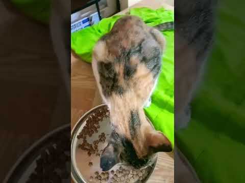 #cutestreetcats #Save the Street cat and kitten baby animal lovers Sujatha Carestraypaws ❤