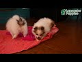 Pomeranian dogs for sale: George - Video 1